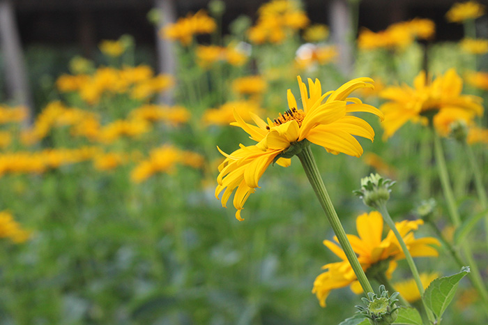 Blumen im Schulgarten, Gutenberg-Schule Berlin